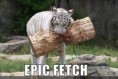 /album/photogallery/funny-pictures-tiger-fetches-a-large-trunk-jpg/